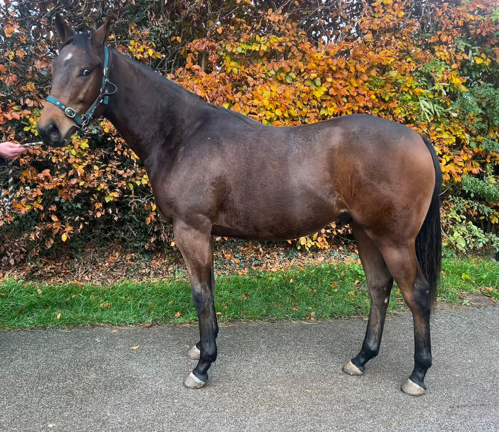 UBETTABELIEVEIT COLT